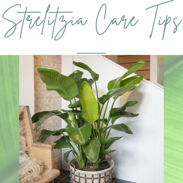 blog about houseplants and exterior plants 