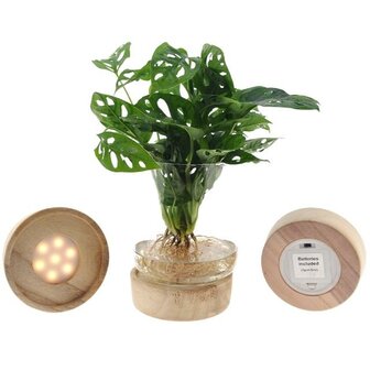 monstera planta hidroponica en cristal LED