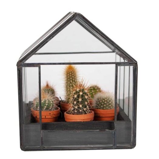 Compra: 6 Mini Cactus en Invernadero - FlorEspaña