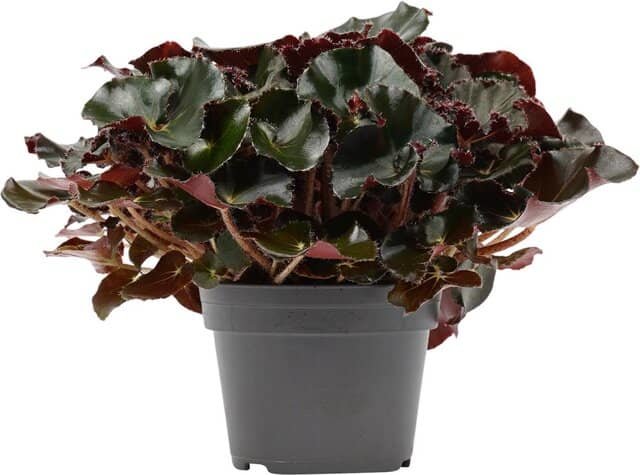 compra: begonia erythrophylla selva negra grande 40cm 