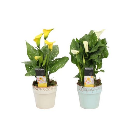 Compra: Duo de Plantas Alcatraz amarillo y blanca 