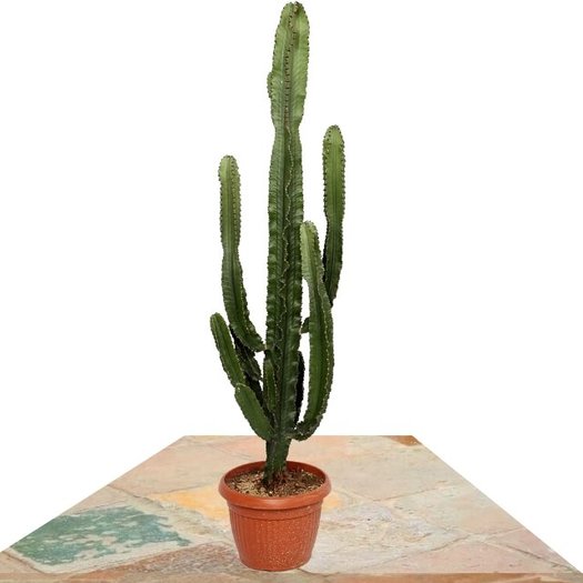 Comprar cactus grandes online 】 Jardín Postal