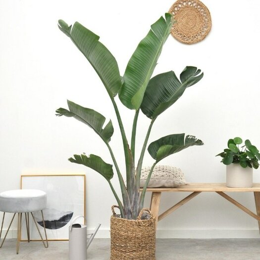 Compra: Strelitzia Augusta 180cm - Ave del Paraíso 