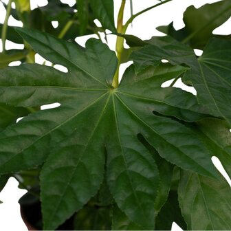 Fatsia japonica hojas
