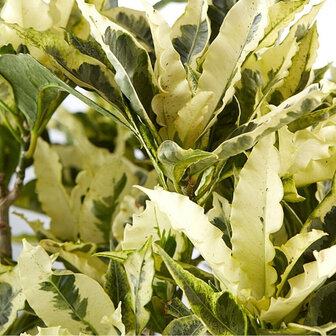 croton variegatum hojas