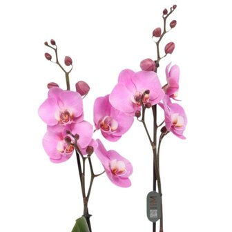 Phalaenopsis rosa