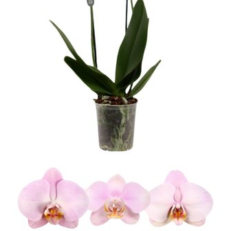 Phalaenopsis rosa clara
