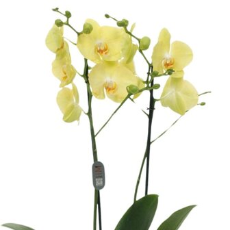 Phalaenopsis amarilla