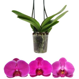 Phalaenopsis morada