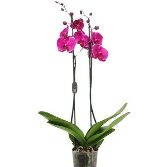 Phalaenopsis morada