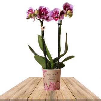 phalaenopsis rosa y morada