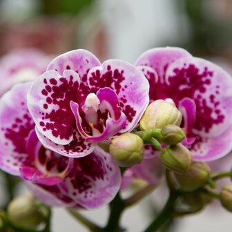 flores phalaenopsis rosa y morada