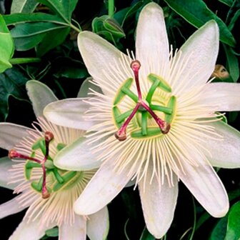 flor de Passiflora blanca