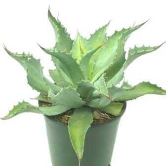 Agave asperrima