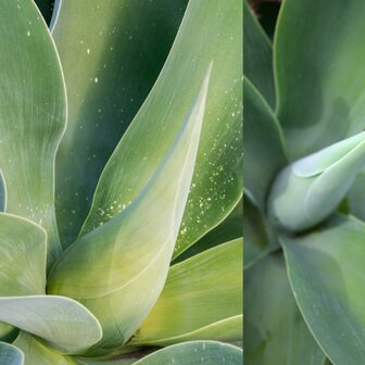 Agave Attenuata