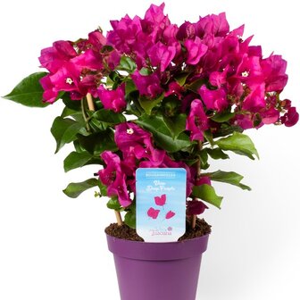 Bougainvillea vera deep purple