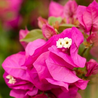 Bougainvillea vera deep purple flores