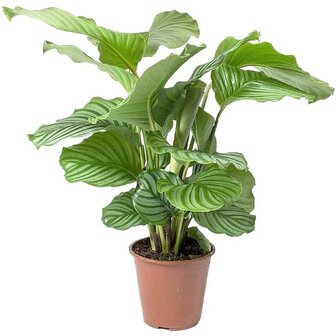 calathea orbifolia