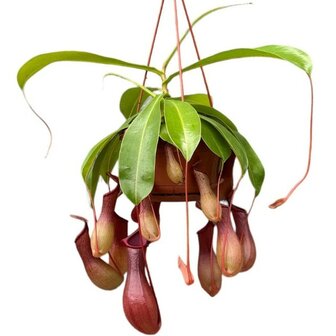 Nepenthes diana