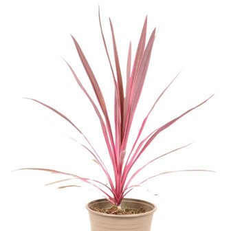 Cordyline pink passion