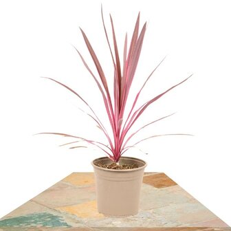 Cordyline pink passion