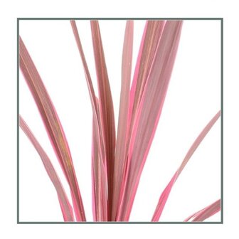 Cordyline pink passion