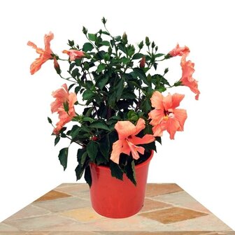 hibiscus salm&oacute;n