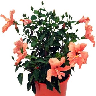 hibiscus salm&oacute;n