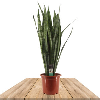 sansevieria zeylanica