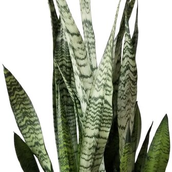 sansevieria zeylanica