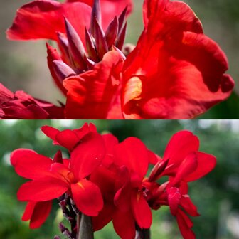 Canna roja flores