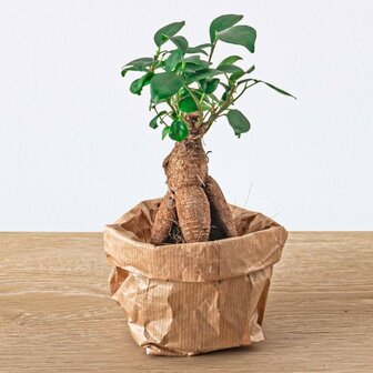 TERRARIO DE VIDRIO CON PLANTAS: ASPARAGUS, FICUS GINSENG BONSAI, CHLOROPHYTUM