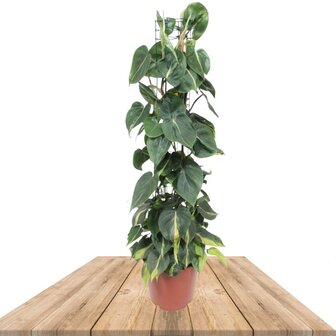 FILODENDRO SCANDENS BRASIL TREPADOR CON TUTOR 120CM (PHILODENDRON HEDERACEUM)