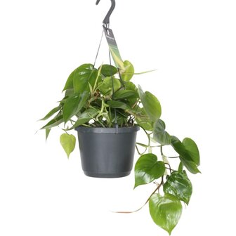 Philodendron scandens