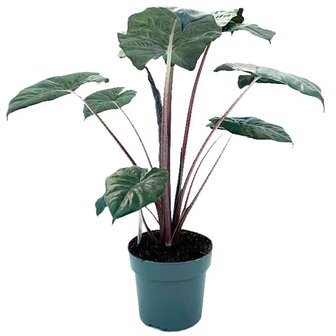 alocasia yucatan princess