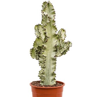 Euphorbia ingens marmorata