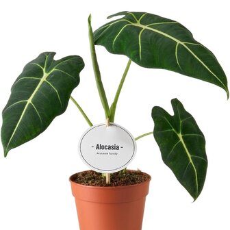 Alocasia frydek