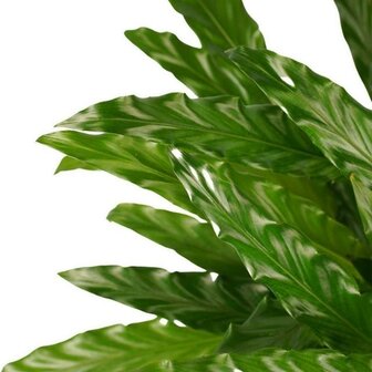 calathea hojas