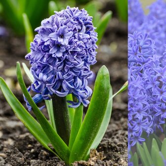 hyacinthus azul