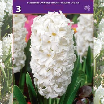 hyacinthus blanco