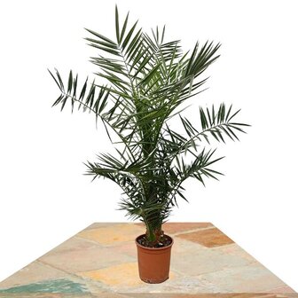 phoenix canariensis