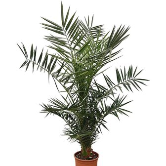 phoenix canariensis 130cm