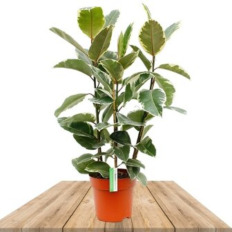 ficus elastica tineke