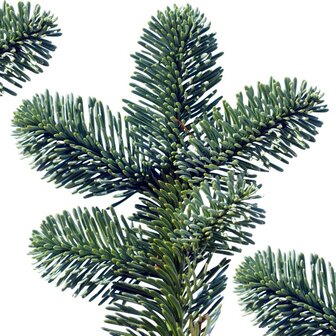 abies nobilis