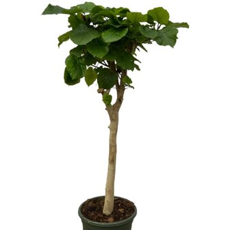 Ficus umbellata