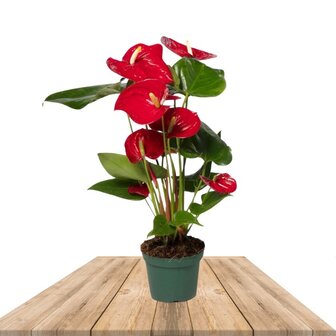 Anthurium rojo