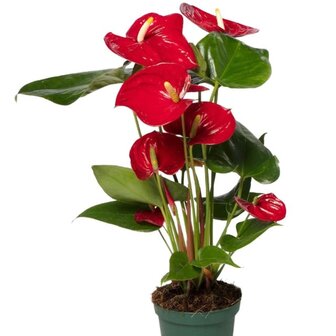 Anthurium rojo