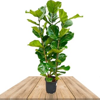 Ficus lyrata bush