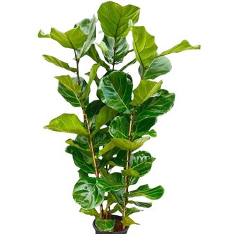 Ficus lyrata bush