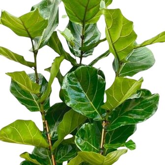 Ficus lyrata bush